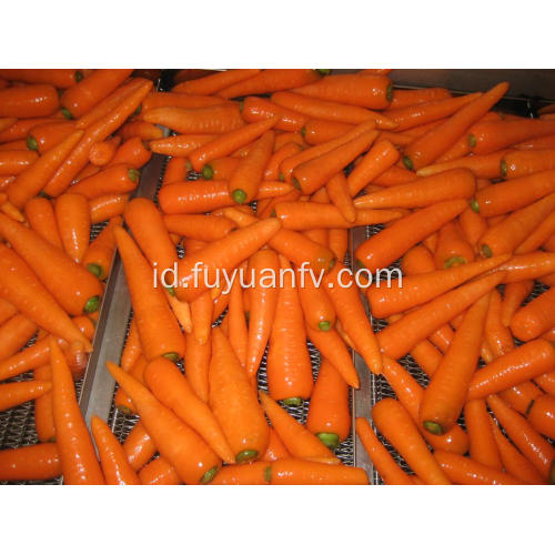 Sayuran wortel segar untuk dijual